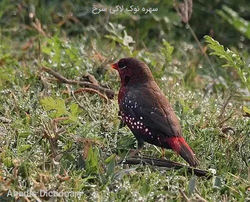 سهره نوک لاکی سرخ